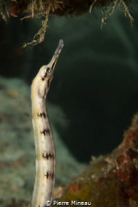 Banded pipefish foraging. Sony rx100iii with Inon 6X wet ... by Pierre Mineau 